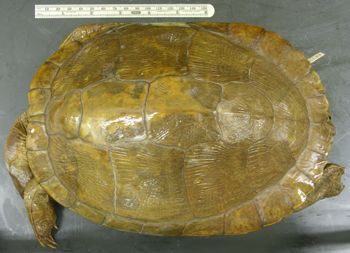Media type: image; Herpetology R-44338